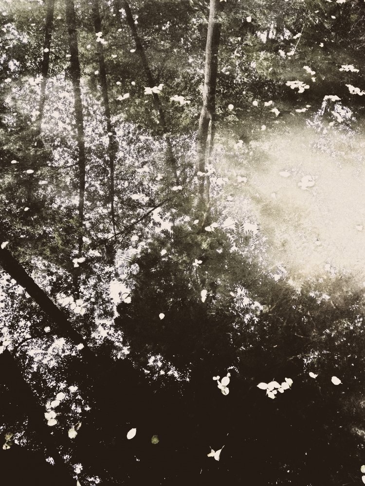 La luz del sol en el bosque etéreo de Angelo Cerantola