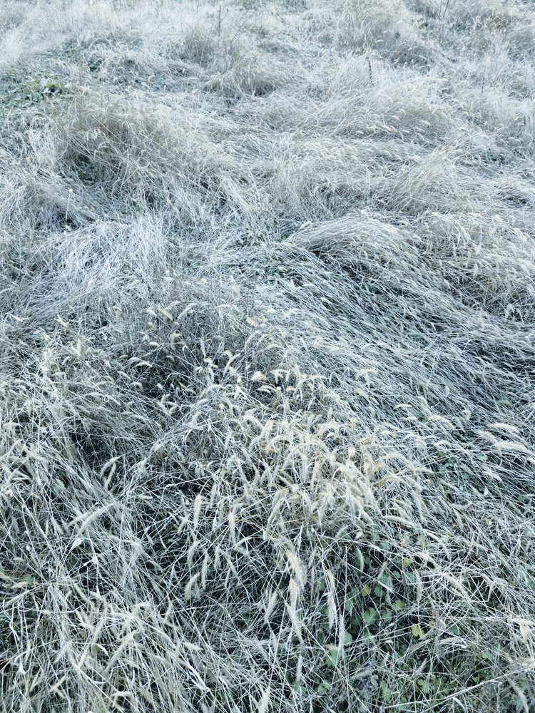 Hierba invernal cubierta de escarcha de Angelo Cerantola