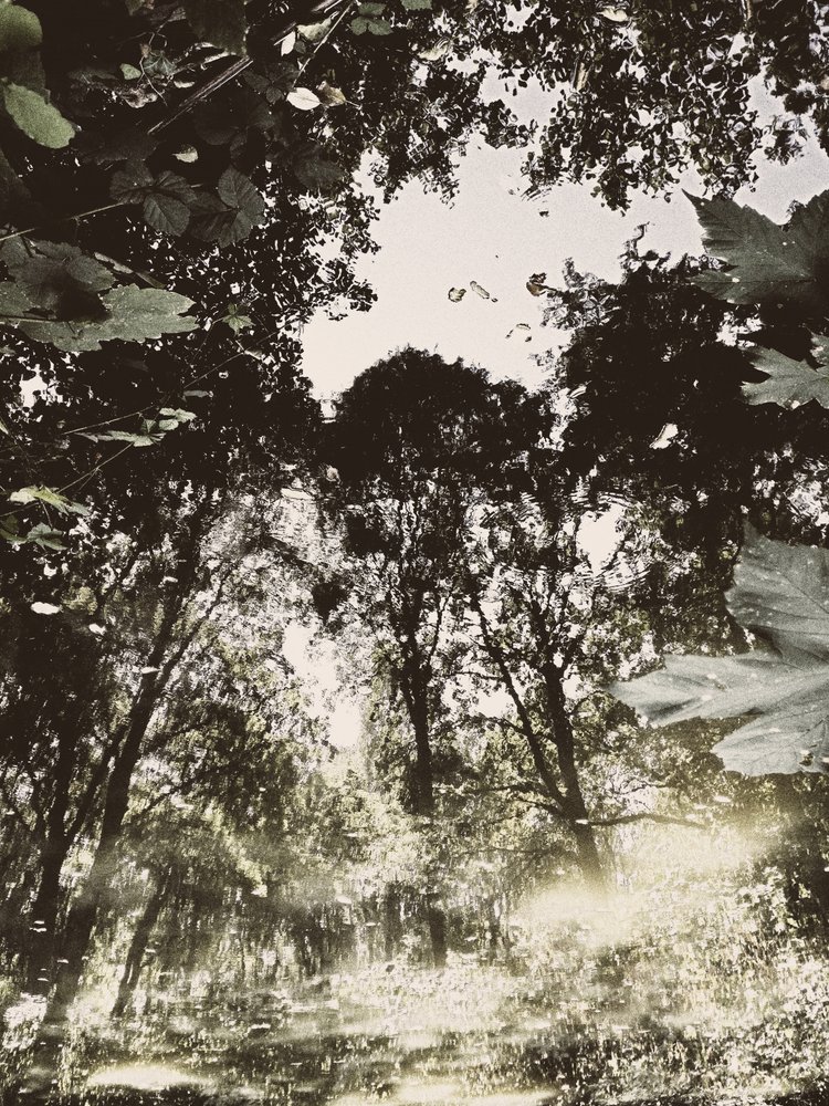 Reflejo en un bosque tranquilo de Angelo Cerantola