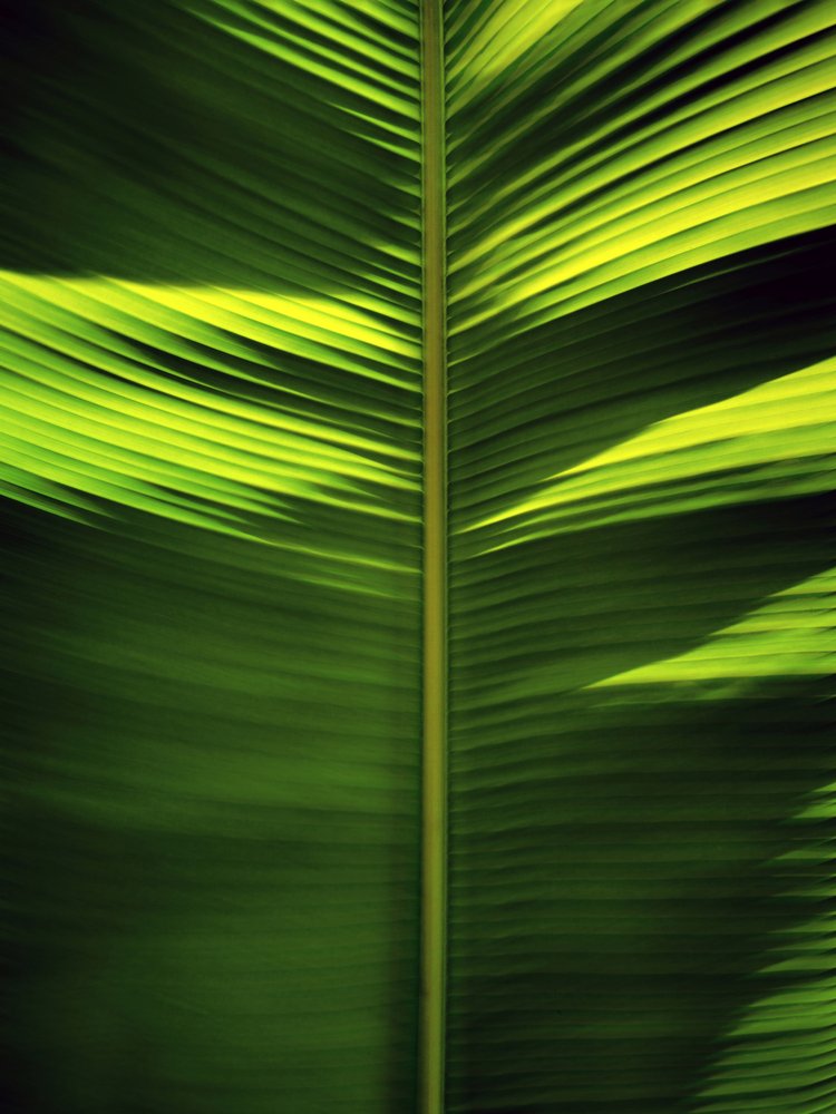 Motivos de hojas tropicales de Angelo Cerantola
