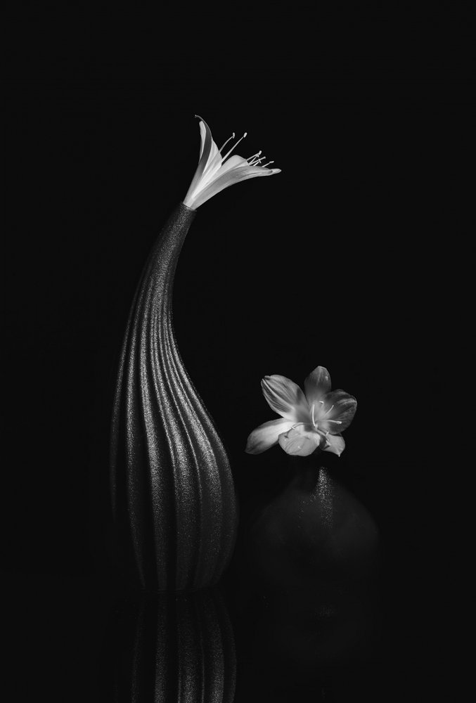Elegante bodegón floral de Anna Qu