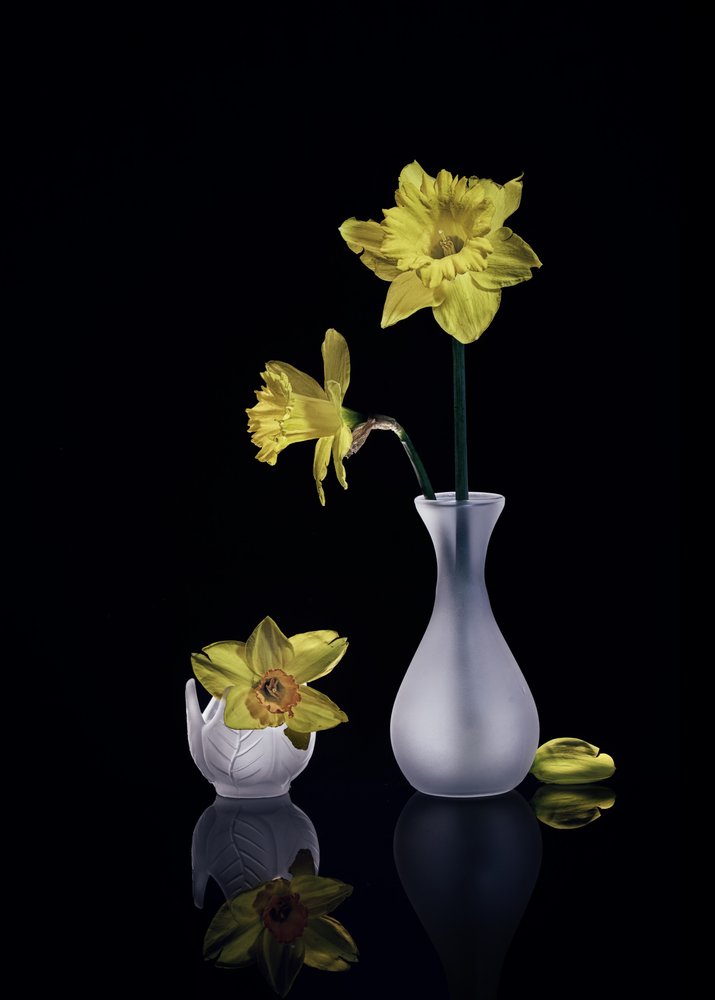 Elegantes narcisos amarillos de Anna Qu
