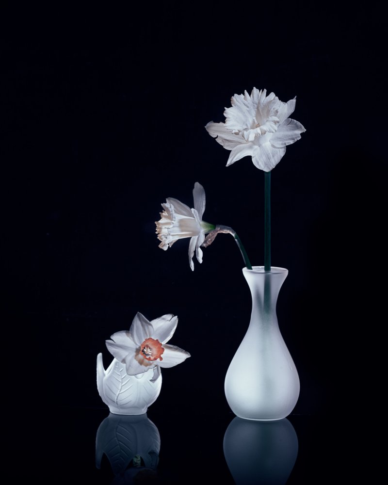Naturaleza muerta con narcisos blancos de Anna Qu