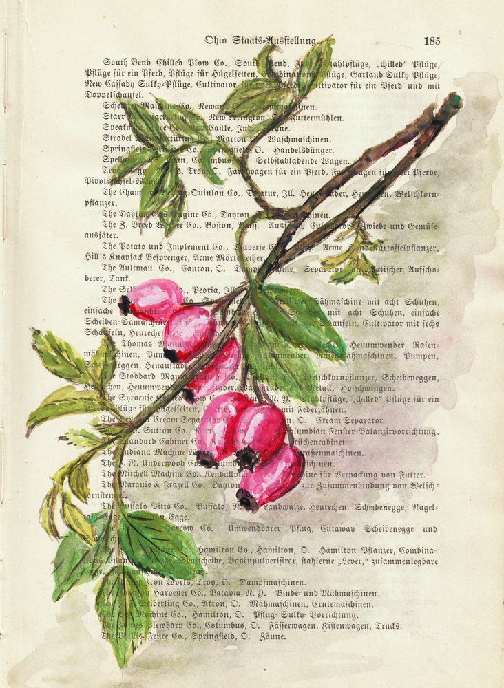 Rama con escaramujos. Acuarela. Estudio de la naturaleza de Annick