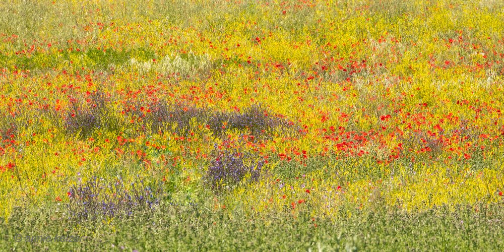 Un campo de amapolas lleno de color de Annie Keizer