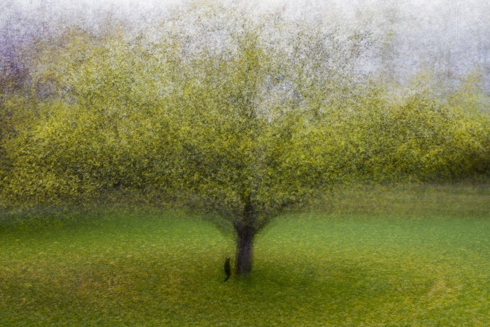 Árbol verde de ensueño de Arne Östlund