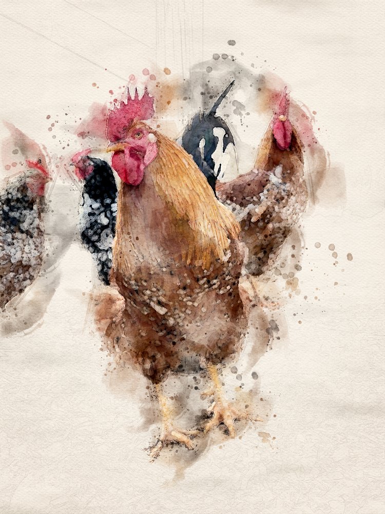Gallos de la granja, pintados en acuarela de Arno Du Toit