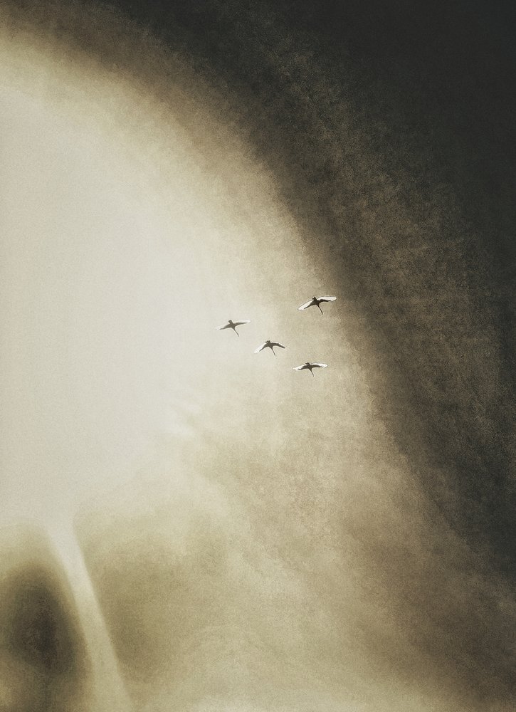 Aves surcando el cielo de Artur Politov