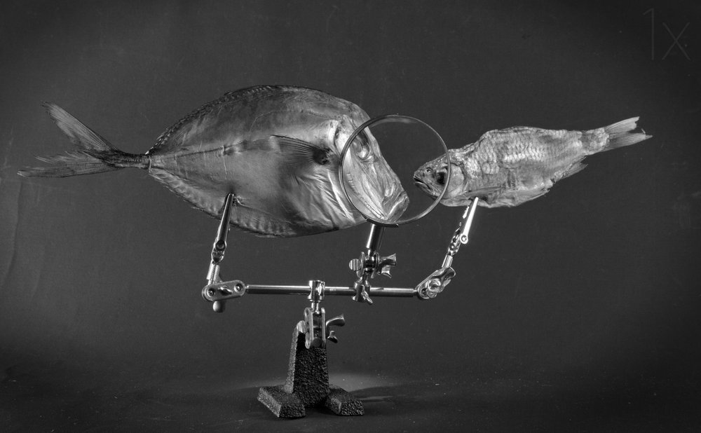 Curioso estudio de peces de Brig Barkow