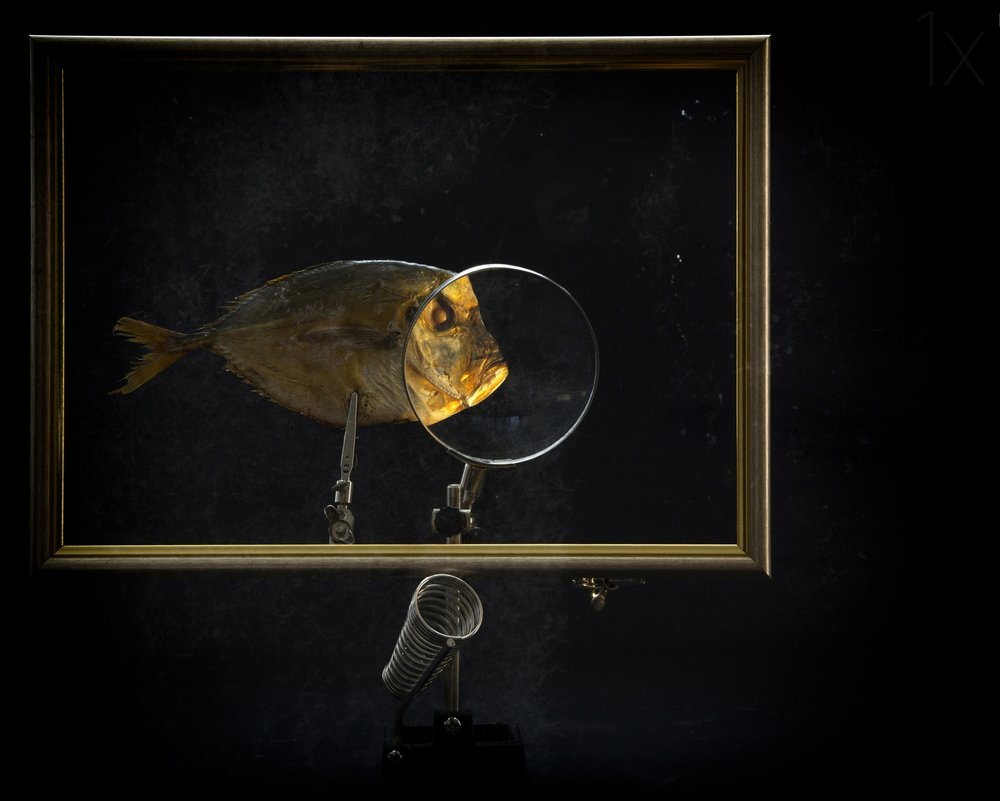 Estudio ampliado de peces de Brig Barkow