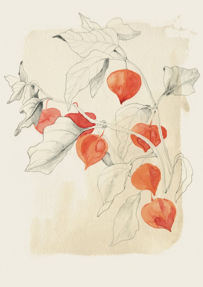 Boceto de una linterna china de Catalina Somolinos