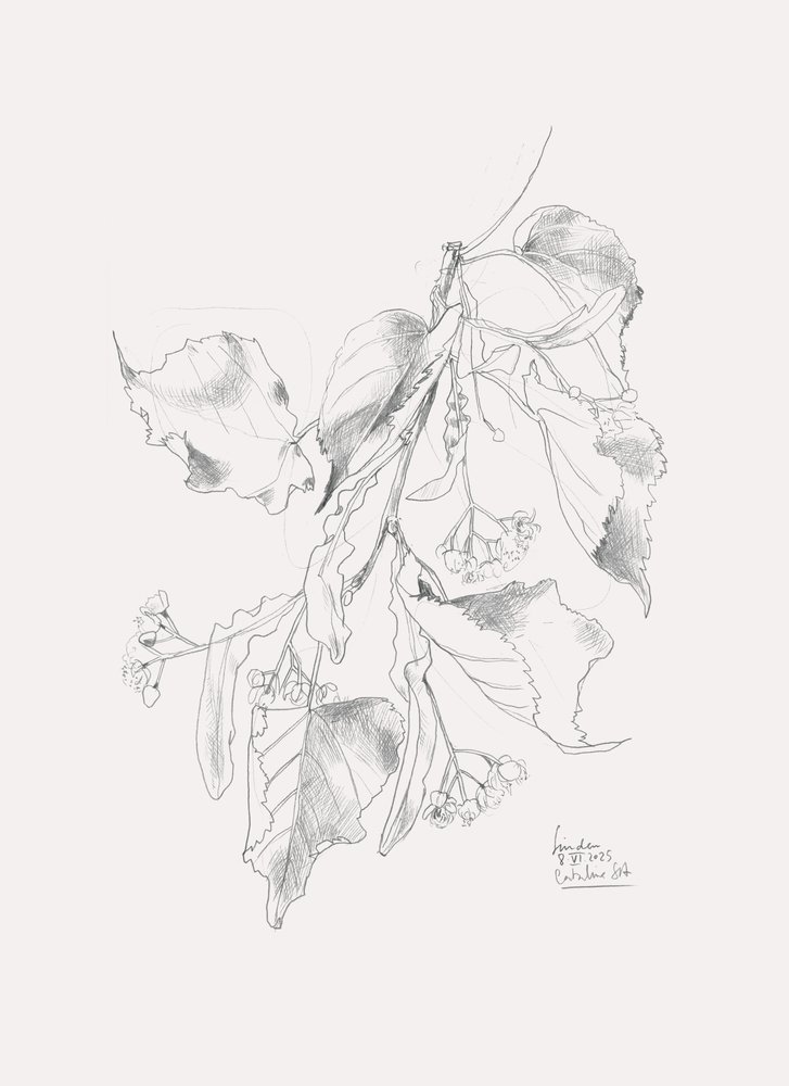 Dibujo delicado de un tilo de Catalina Somolinos