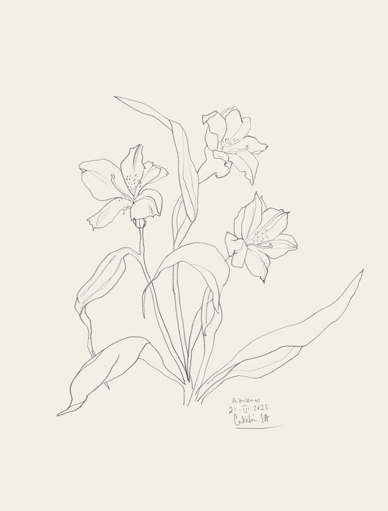 Elegante dibujo lineal floral de Catalina Somolinos