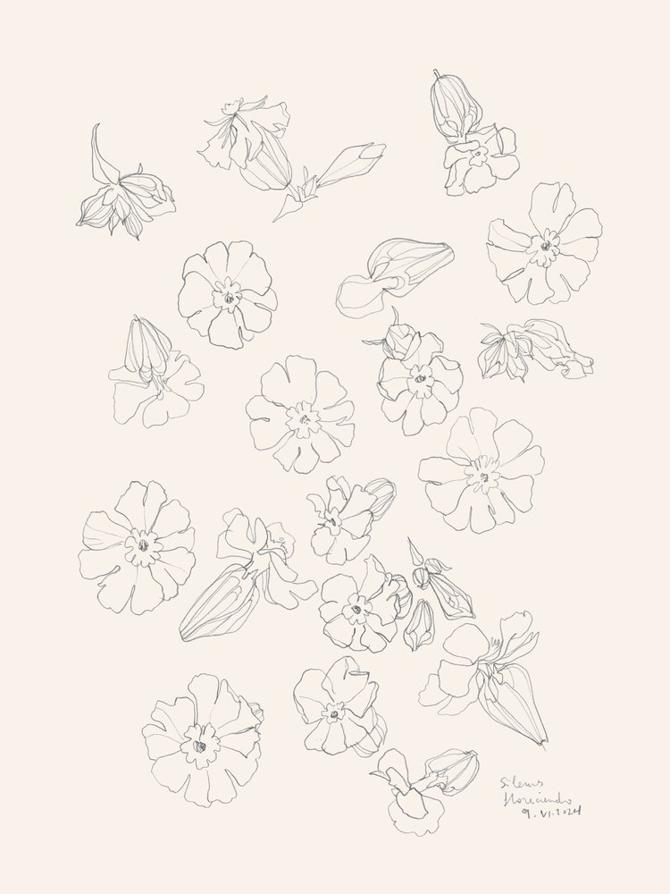 Elegantes dibujos de flores de Catalina Somolinos