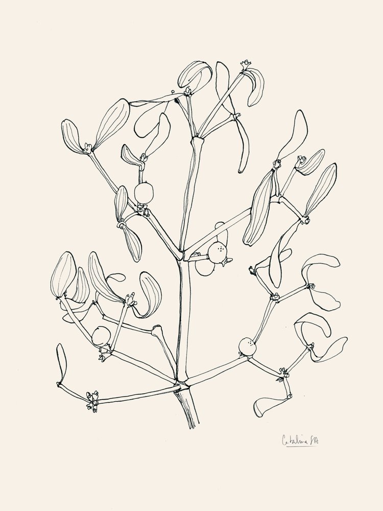 Dibujo lineal de muérdago navideño de Catalina Somolinos