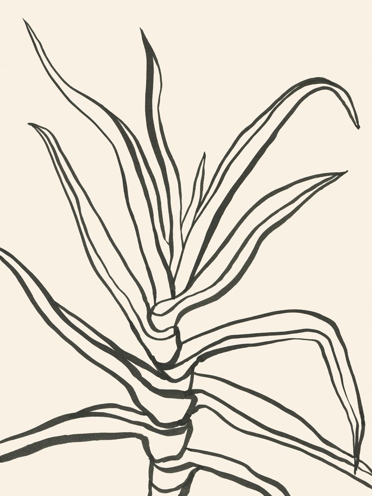 Esquema minimalista de una planta de Catalina Somolinos