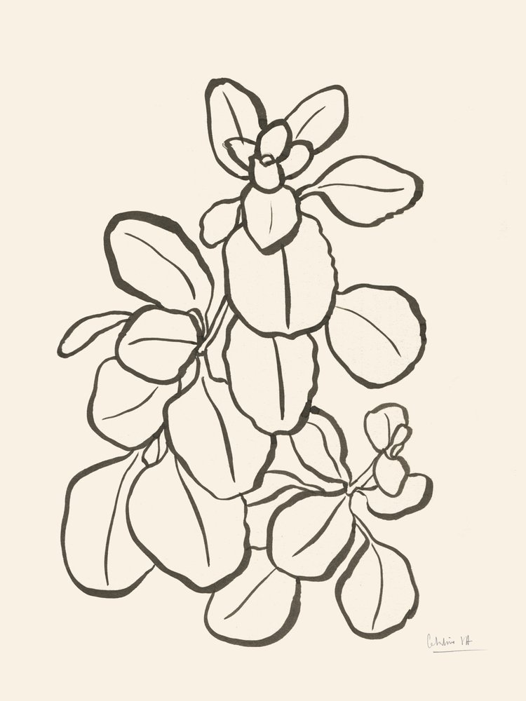 Dibujo de hojas orgánicas de Catalina Somolinos