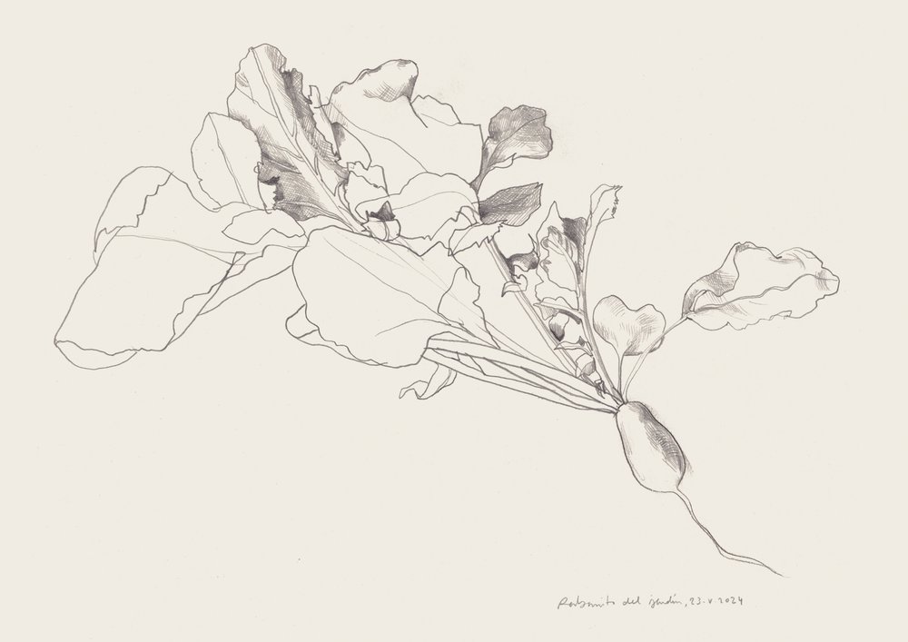 Dibujo botánico de un rábano de Catalina Somolinos