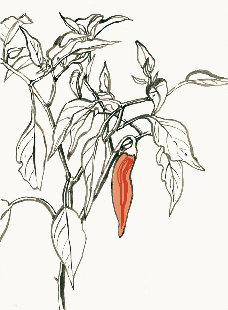 Dibujo de un chile de colores vivos de Catalina Somolinos
