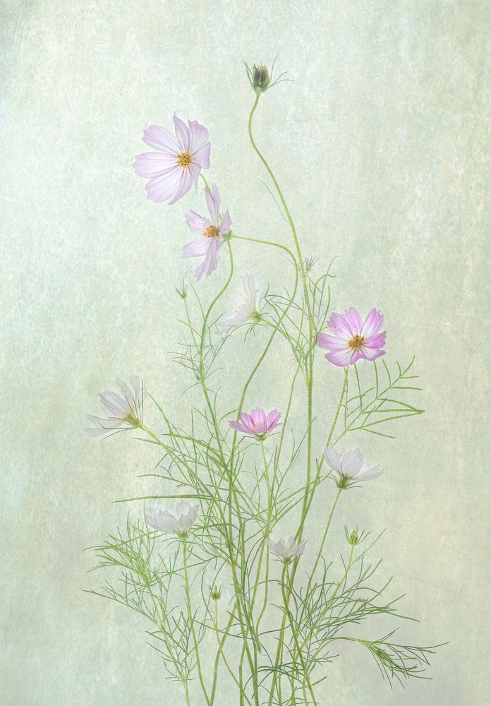 Delicadas flores de cosmos de Catherine Wang