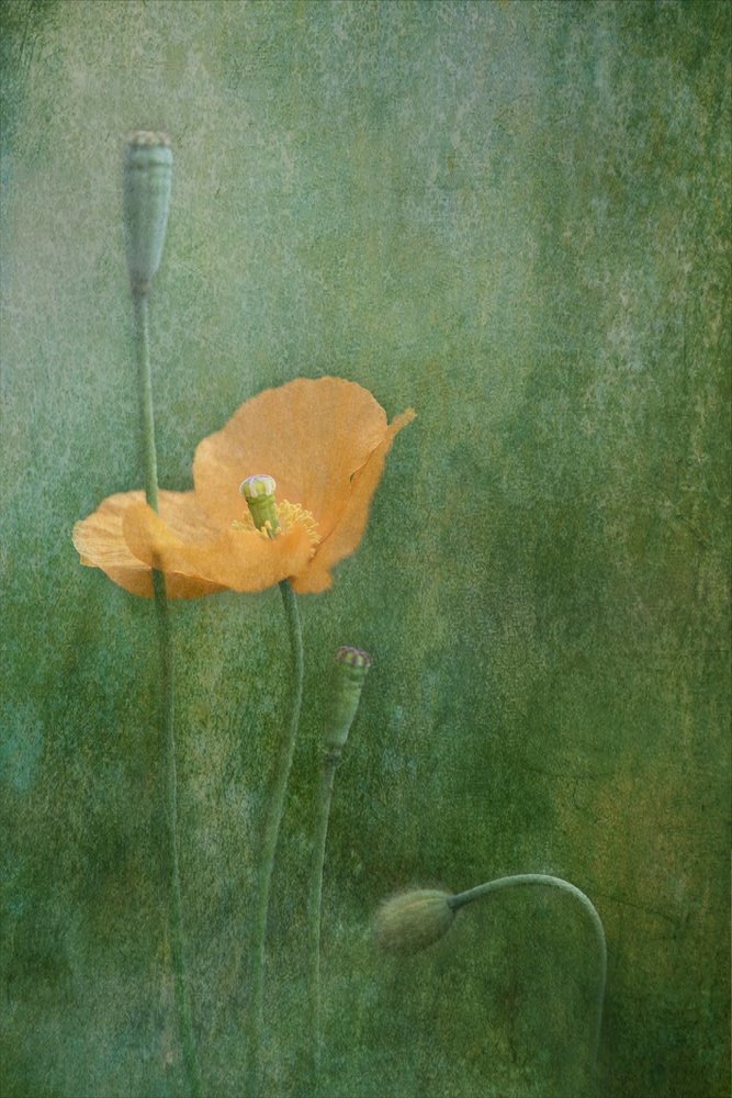 Amapolas anaranjadas de ensueño de Catherine Wang