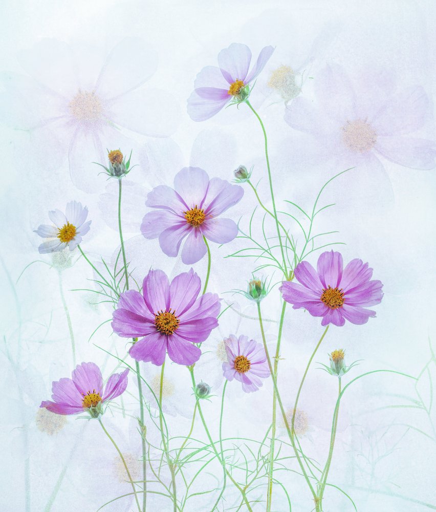 Cosmos rosa de ensueño de Catherine Wang