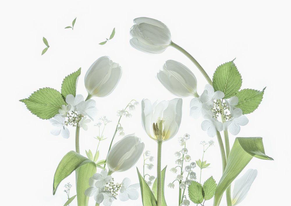 Tulipanes blancos etéreos de Catherine Wang