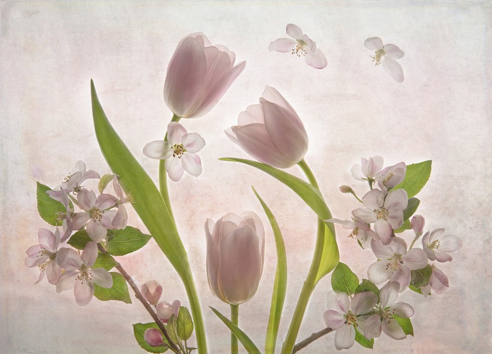 Flores de tulipanes de color rosa pálido de Catherine Wang
