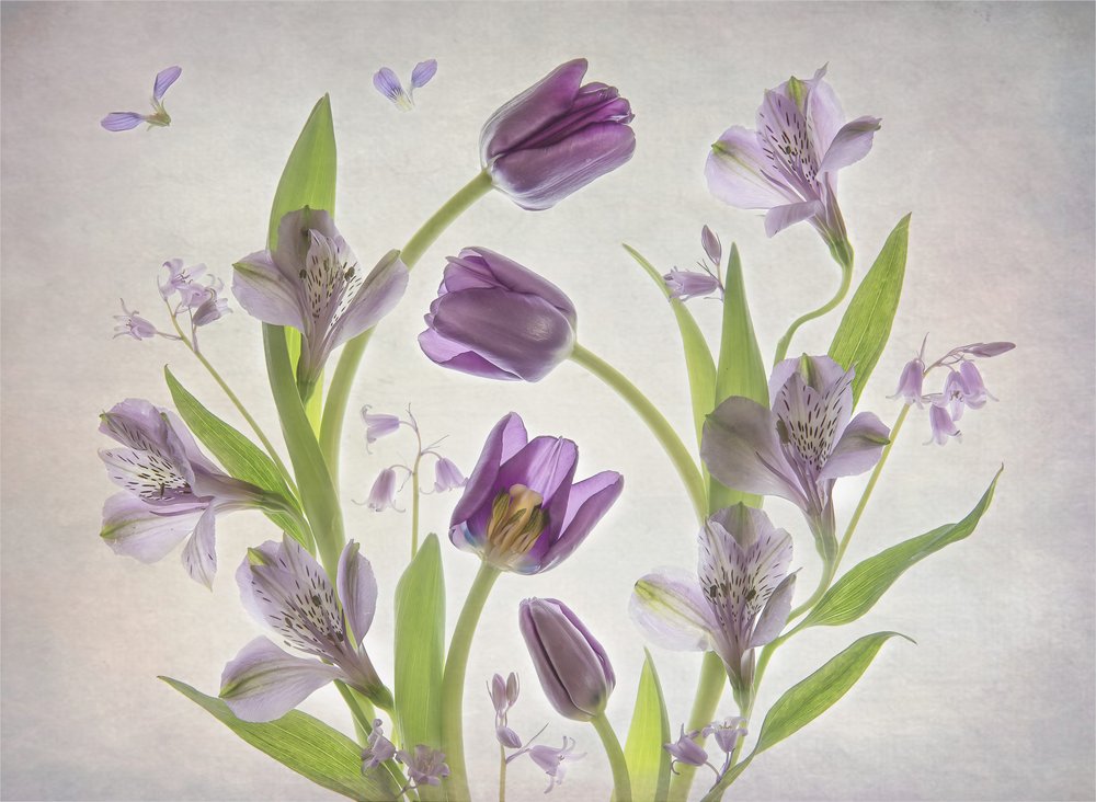 Flores de color morado suave de Catherine Wang