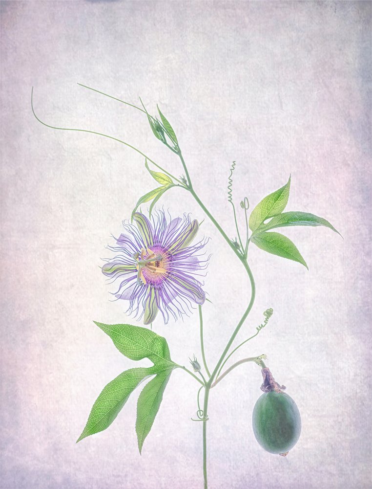 Pasiflora vibrante de Catherine Wang