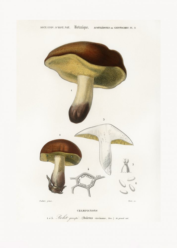 Seta (Boletus circinans) de Charles Dessalines D