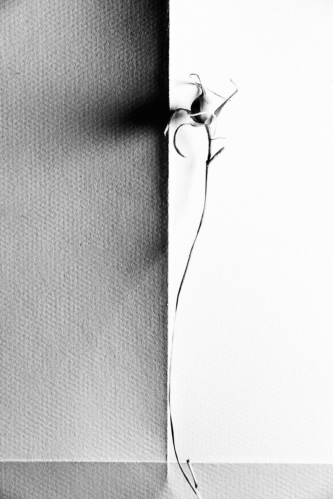 Sombra delicada de una planta de Chen Hongzhou