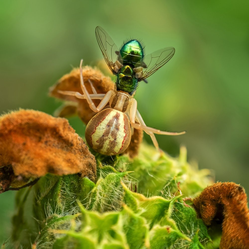 La presa de la araña cangrejo de Christian MARCEL