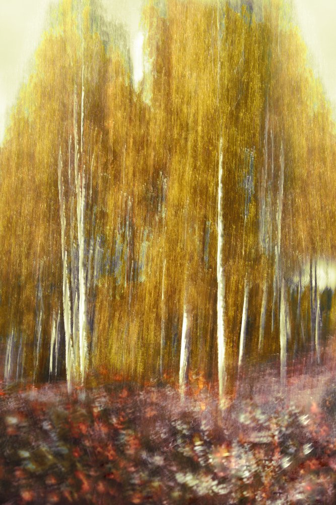 Resumen: Bosque Dorado de Christina Sillen