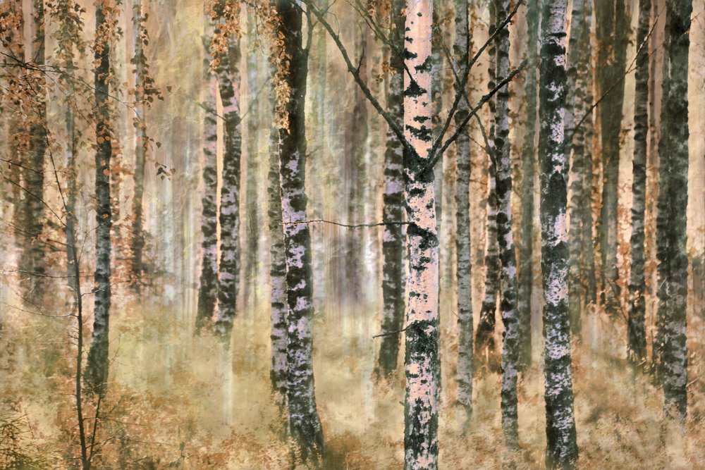 Bosque de abedules en otoño de Christina Sillen