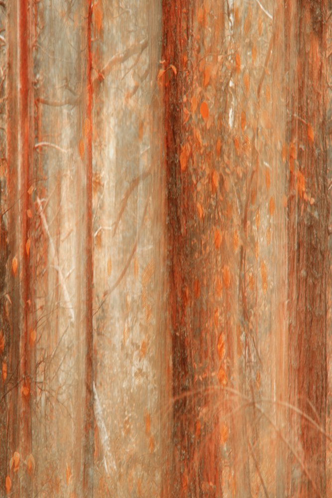 Bosque otoñal difuminado de Christina Sillen