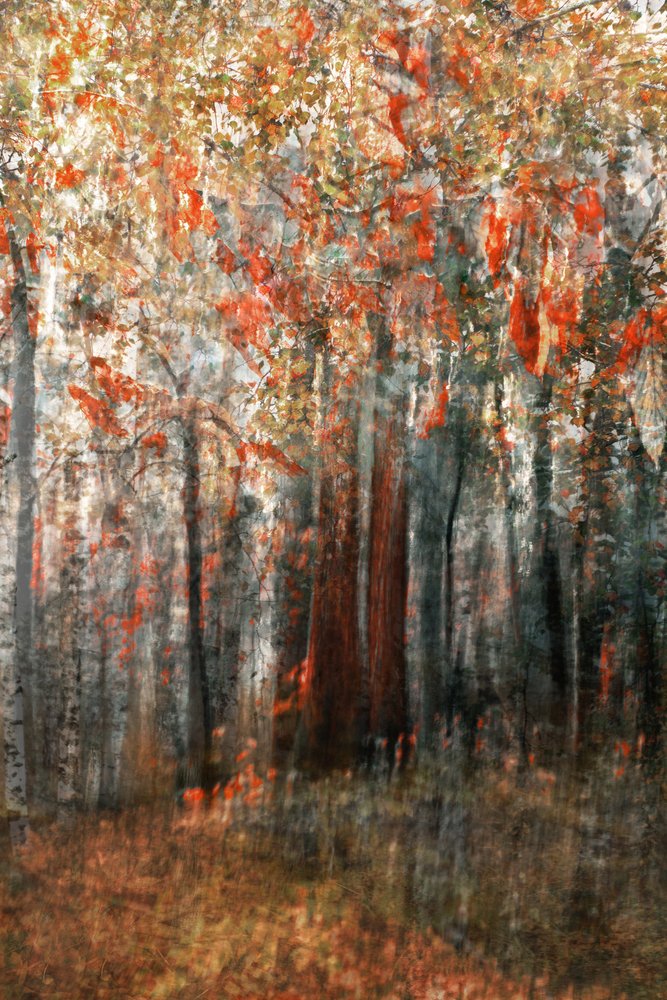 El resplandor del bosque en otoño de Christina Sillen