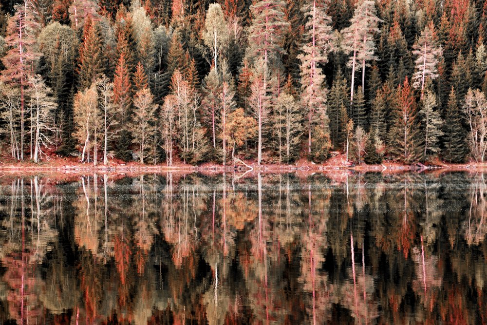 Reflejos del bosque en otoño de Christina Sillen