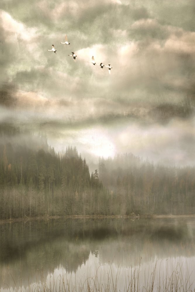 Aves sobre el lago brumoso de Christina Sillen
