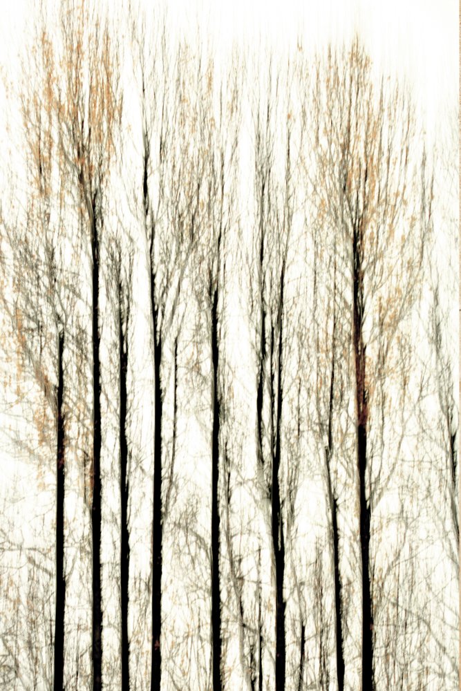 Líneas difuminadas del bosque de Christina Sillen