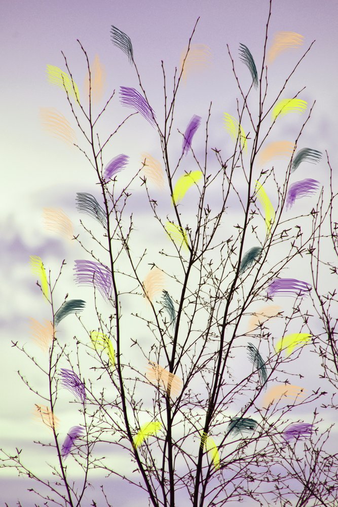 Ramas primaverales llenas de color de Christina Sillen