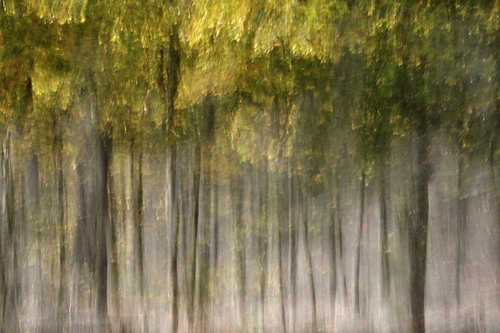 Un bosque otoñal de ensueño de Christina Sillen