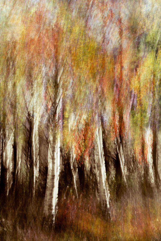 Un bosque otoñal de ensueño de Christina Sillen