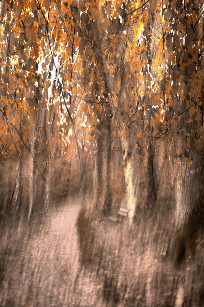 Un sendero de ensueño por el bosque en otoño de Christina Sillen