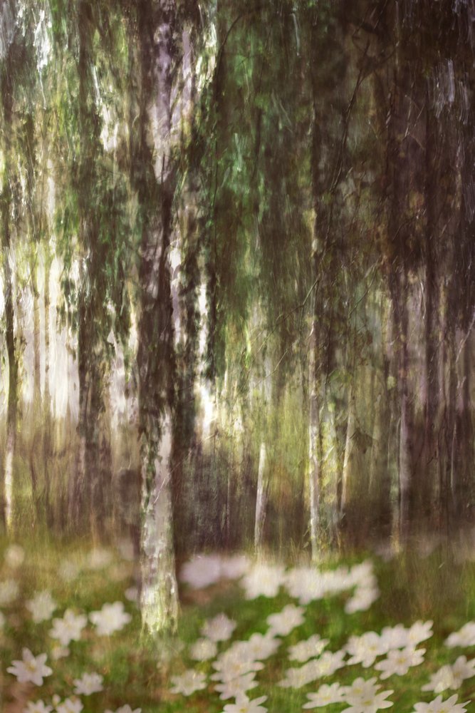 Un bosque de abedules de ensueño de Christina Sillen
