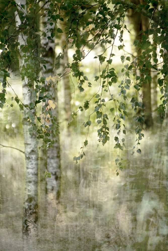 Un bosque de abedules de ensueño de Christina Sillen