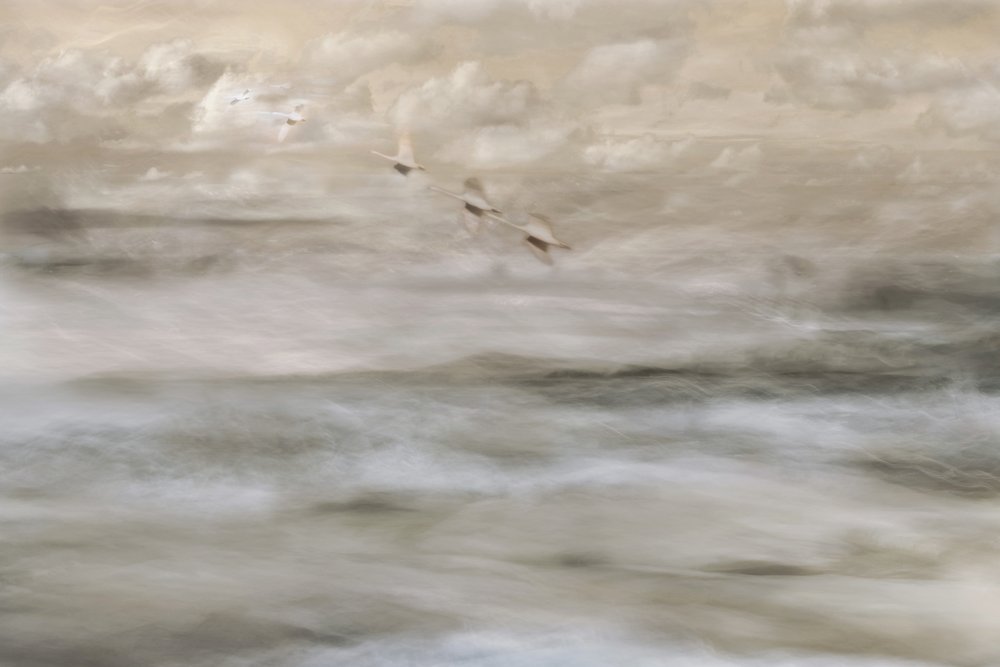 Aves de ensueño sobre el agua de Christina Sillen