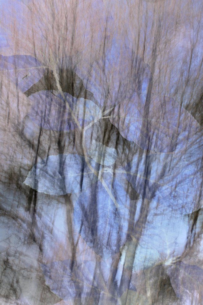Bosque azul de ensueño de Christina Sillen