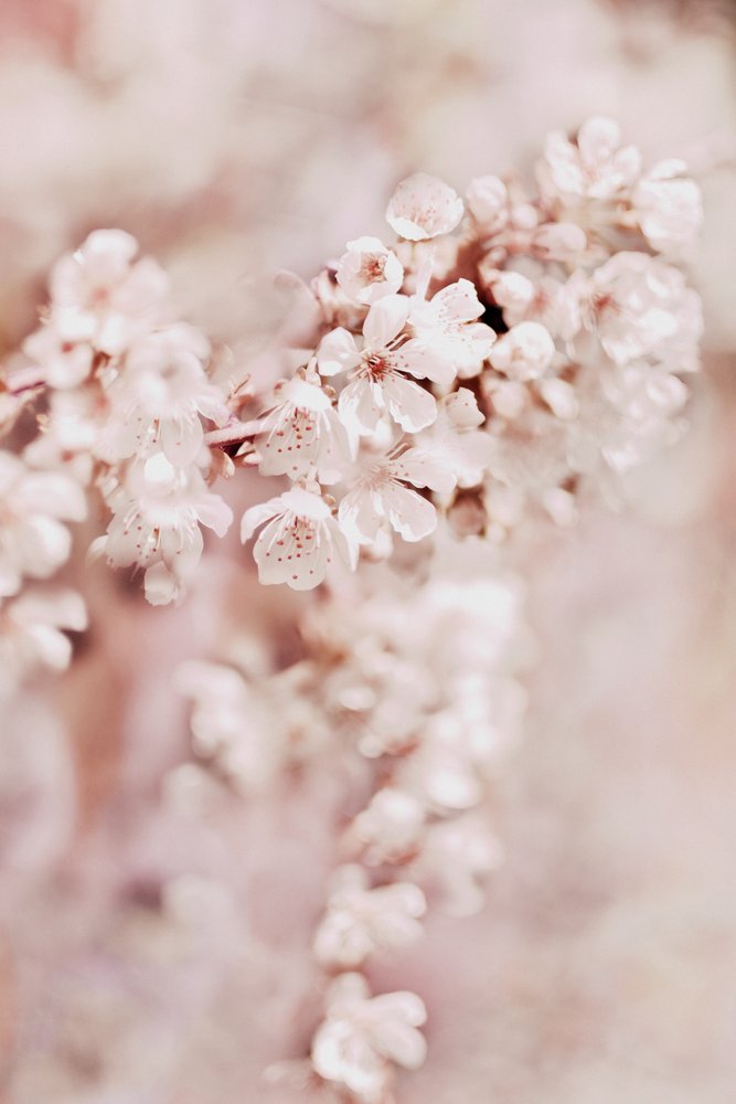 Cerezos en flor de ensueño de Christina Sillen