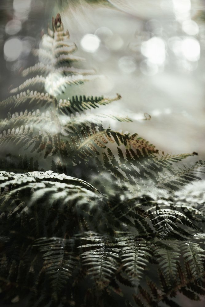 Helechos de un bosque de ensueño de Christina Sillen